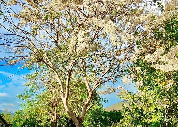 บ้านไม้หอมบูติค สวนผึ้ง บ้านบ่อหวี