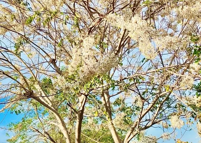 บ้านไม้หอมบูติค สวนผึ้ง โรงแรม บ้านบ่อหวี